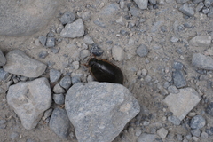 Cybister tripunctatus