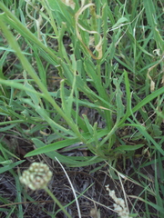 Gaillardia megapotamica