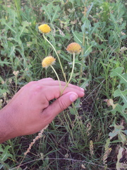 Gaillardia megapotamica