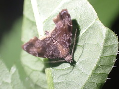 Asterivora combinatana