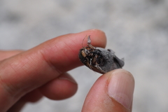 Cybister tripunctatus