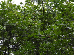 Melicoccus lepidopetalus