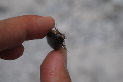 Cybister tripunctatus