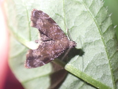 Asterivora combinatana