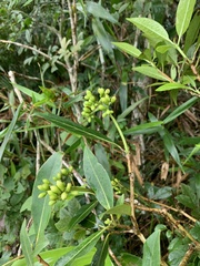 Cordia taguahyensis