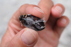 Cybister tripunctatus