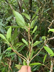 Cordia taguahyensis
