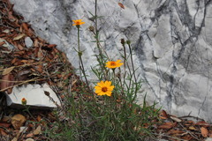 Zinnia juniperifolia