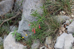 Penstemon coriaceus