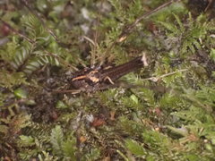 Forsteropsalis pureora