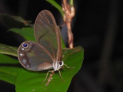 Cithaerias andromeda
