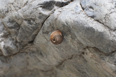 Metafruticicola noverca