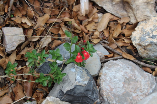 Salvia greggii