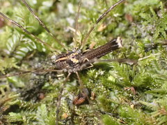 Forsteropsalis pureora