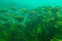 Pempheris compressa