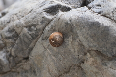 Metafruticicola noverca