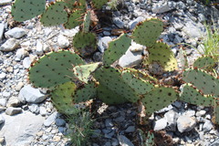 Opuntia dulcis