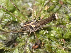 Forsteropsalis pureora