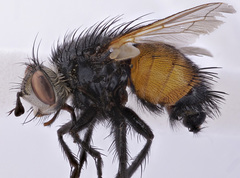 Nowickia strobelii