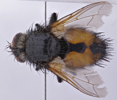 Nowickia strobelii