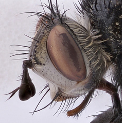 Nowickia strobelii