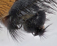 Nowickia strobelii