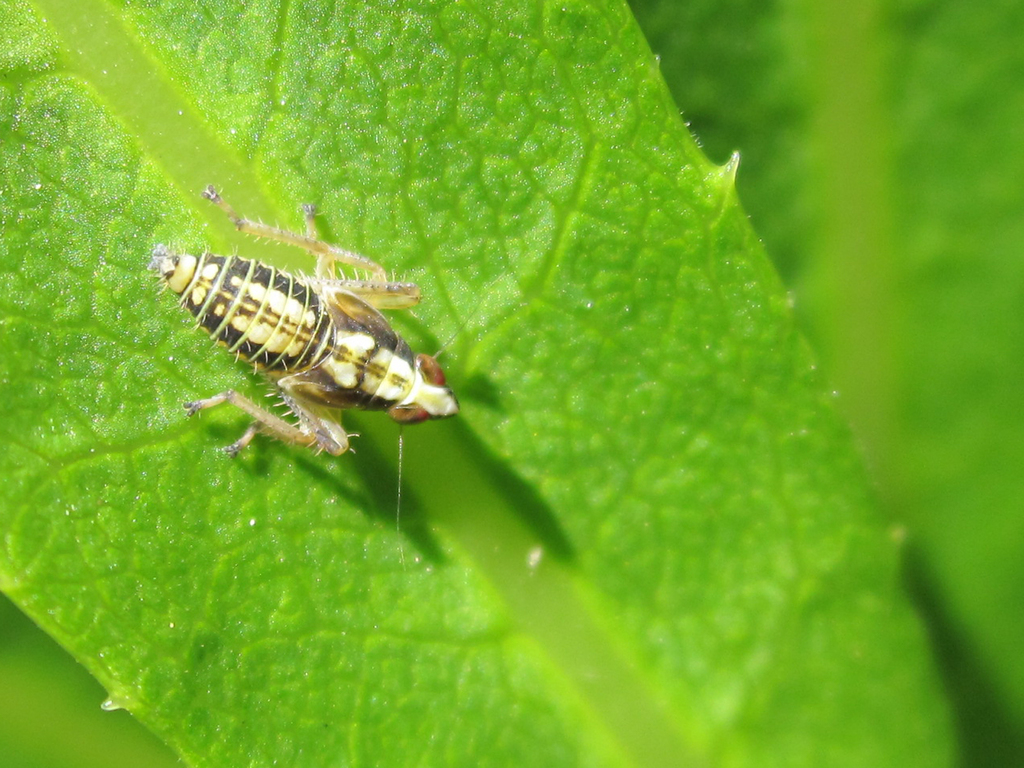 Chilelana artigasi