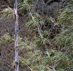 Chusquea lorentziana