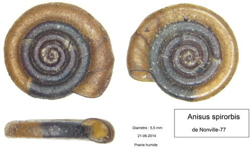 Anisus spirorbis