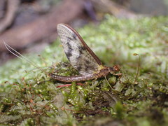 Ichthybotus hudsoni