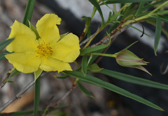 Hibbertia longifolia