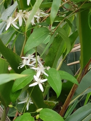 Clematis uncinata