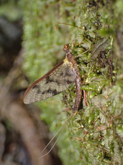 Ichthybotus hudsoni
