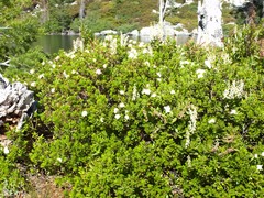 Arctostaphylos nevadensis