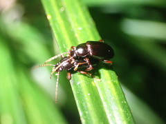 Xylochus