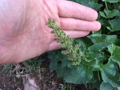 Blitum bonus-henricus