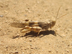 Trimerotropis ochraceipennis