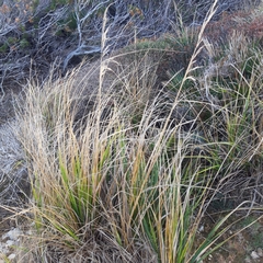 Ampelodesmos mauritanicus