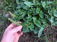 Blitum bonus-henricus