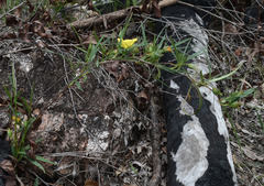 Hibbertia longifolia