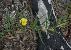 Hibbertia longifolia
