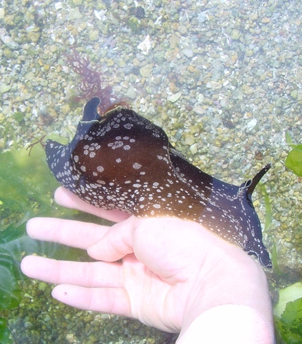 Photo of Spotted sea hare (Aplysia punctata)