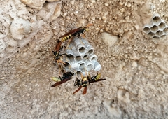 Polistes xanthogaster