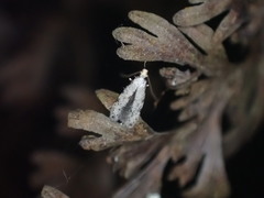 Crypsitricha stereota