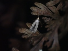 Crypsitricha stereota