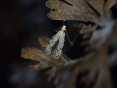 Crypsitricha stereota