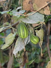 Polyclathra cucumerina