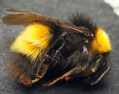 Bombus haematurus