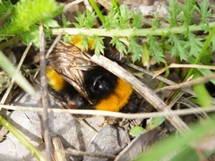 Bombus haematurus