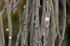 Rhipsalis floccosa